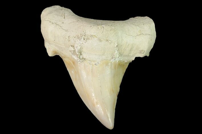 Fossil Shark Tooth (Otodus) - Morocco #143109